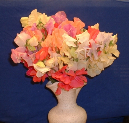 Picture of Sweet Pea Pastel Shades